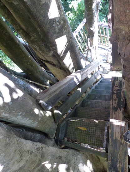 Stairs through a banyan tree